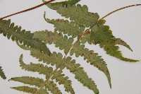 東洋蹄蓋蕨藏品圖，第3張