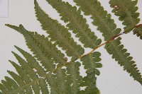 東洋蹄蓋蕨藏品圖，第4張