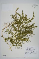 全緣卷柏藏品圖，第1張