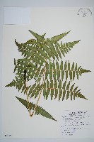 過溝菜蕨藏品圖，第1張