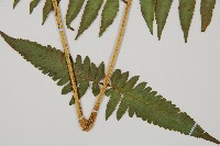 過溝菜蕨藏品圖，第3張