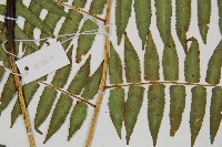 過溝菜蕨藏品圖，第4張