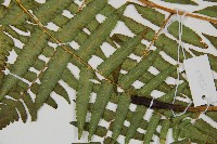 過溝菜蕨藏品圖，第5張