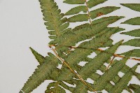 過溝菜蕨藏品圖，第6張