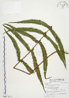 毛蕨藏品圖，第1張