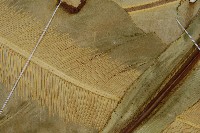 南洋山蘇花藏品圖，第3張