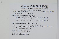 鳳尾蕨藏品圖，第2張