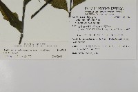 革葉鐵角蕨藏品圖，第2張