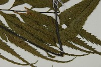 革葉鐵角蕨藏品圖，第3張