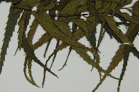 革葉鐵角蕨藏品圖，第5張