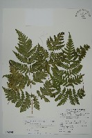 薄葉三叉蕨藏品圖，第1張