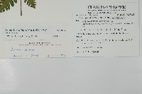 薄葉三叉蕨藏品圖，第2張