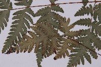 薄葉三叉蕨藏品圖，第3張