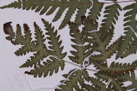 薄葉三叉蕨藏品圖，第4張