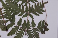 薄葉三叉蕨藏品圖，第5張