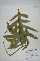 海岸星蕨藏品圖，第1張