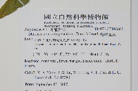 海岸星蕨藏品圖，第2張