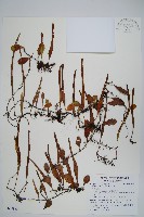 抱樹石葦藏品圖，第1張