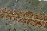 南洋山蘇花藏品圖，第4張