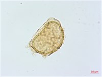 南洋山蘇花藏品圖，第4張