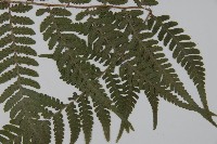 愛德氏肋毛蕨藏品圖，第3張