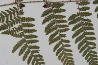 愛德氏肋毛蕨藏品圖，第4張