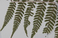 愛德氏肋毛蕨藏品圖，第5張