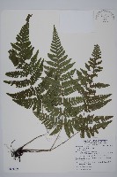 愛德氏肋毛蕨藏品圖，第1張