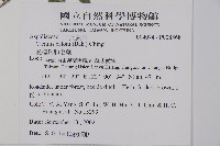 愛德氏肋毛蕨藏品圖，第2張