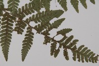 愛德氏肋毛蕨藏品圖，第3張