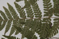 愛德氏肋毛蕨藏品圖，第5張