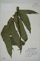 翅柄三叉蕨藏品圖，第1張