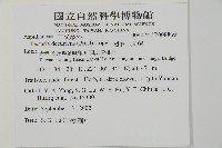 翅柄三叉蕨藏品圖，第2張