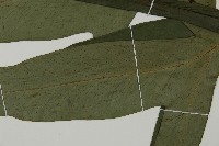 翅柄三叉蕨藏品圖，第3張