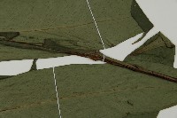 翅柄三叉蕨藏品圖，第4張