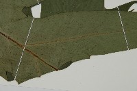 翅柄三叉蕨藏品圖，第5張