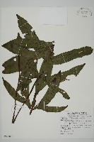 翅柄三叉蕨藏品圖，第1張