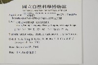 翅柄三叉蕨藏品圖，第2張