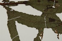 翅柄三叉蕨藏品圖，第4張