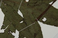 翅柄三叉蕨藏品圖，第5張