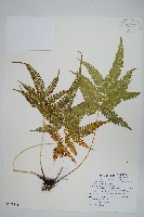 傅氏鳳尾蕨藏品圖，第1張