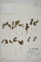 鐵線蕨藏品圖，第1張