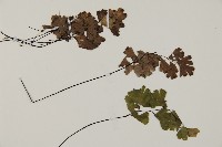 鐵線蕨藏品圖，第3張