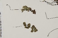 鐵線蕨藏品圖，第4張