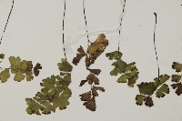 鐵線蕨藏品圖，第5張