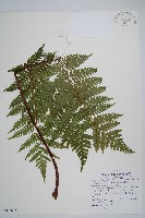 蘭嶼筆筒樹、蘭嶼桫欏藏品圖，第1張