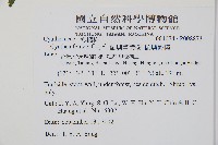 蘭嶼筆筒樹、蘭嶼桫欏藏品圖，第2張