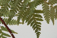 蘭嶼筆筒樹、蘭嶼桫欏藏品圖，第3張