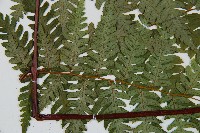 蘭嶼筆筒樹、蘭嶼桫欏藏品圖，第4張