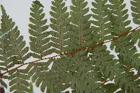 蘭嶼筆筒樹、蘭嶼桫欏藏品圖，第5張